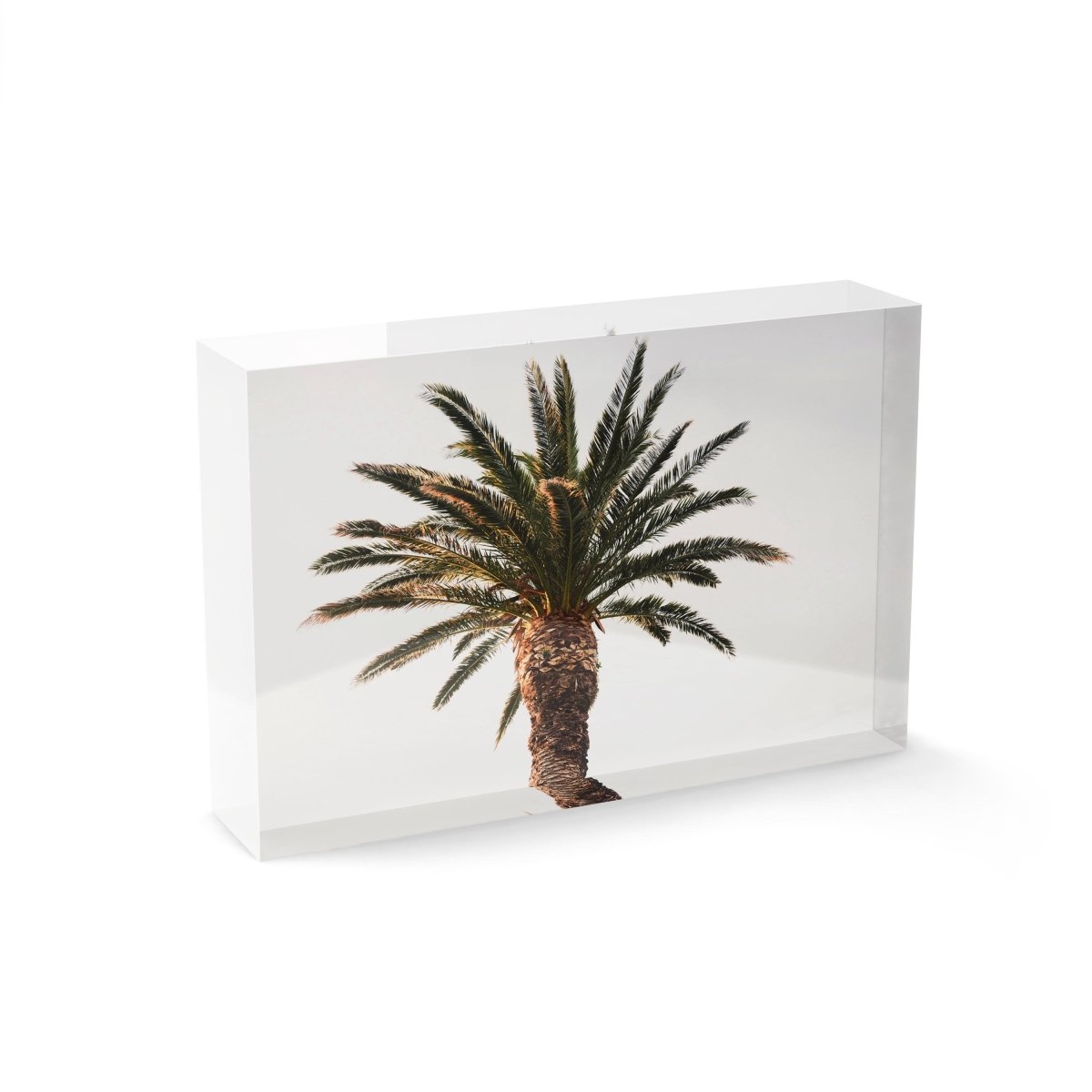 One palm tree with white background sky