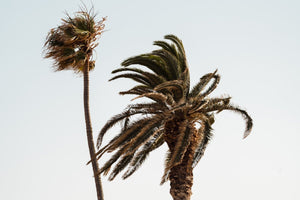 Two palm trees blowing in the wind at Ponta da Piedade