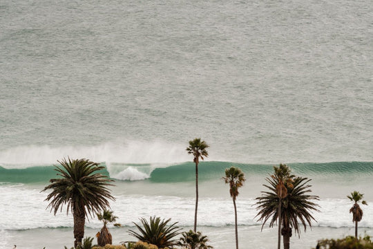 Minimal palm trees at Llandudno beach with wave breaking