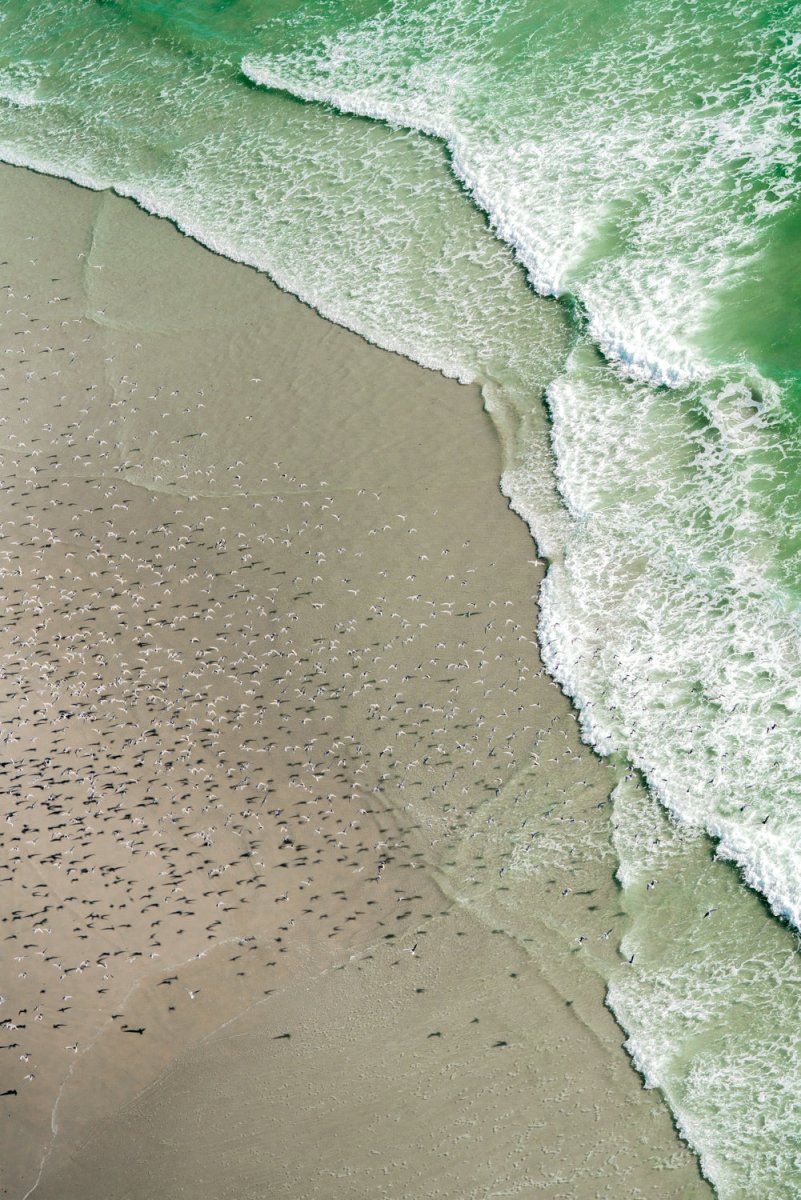 Aerial view of seagulls flying along waves crashing on west coast beach in south africa