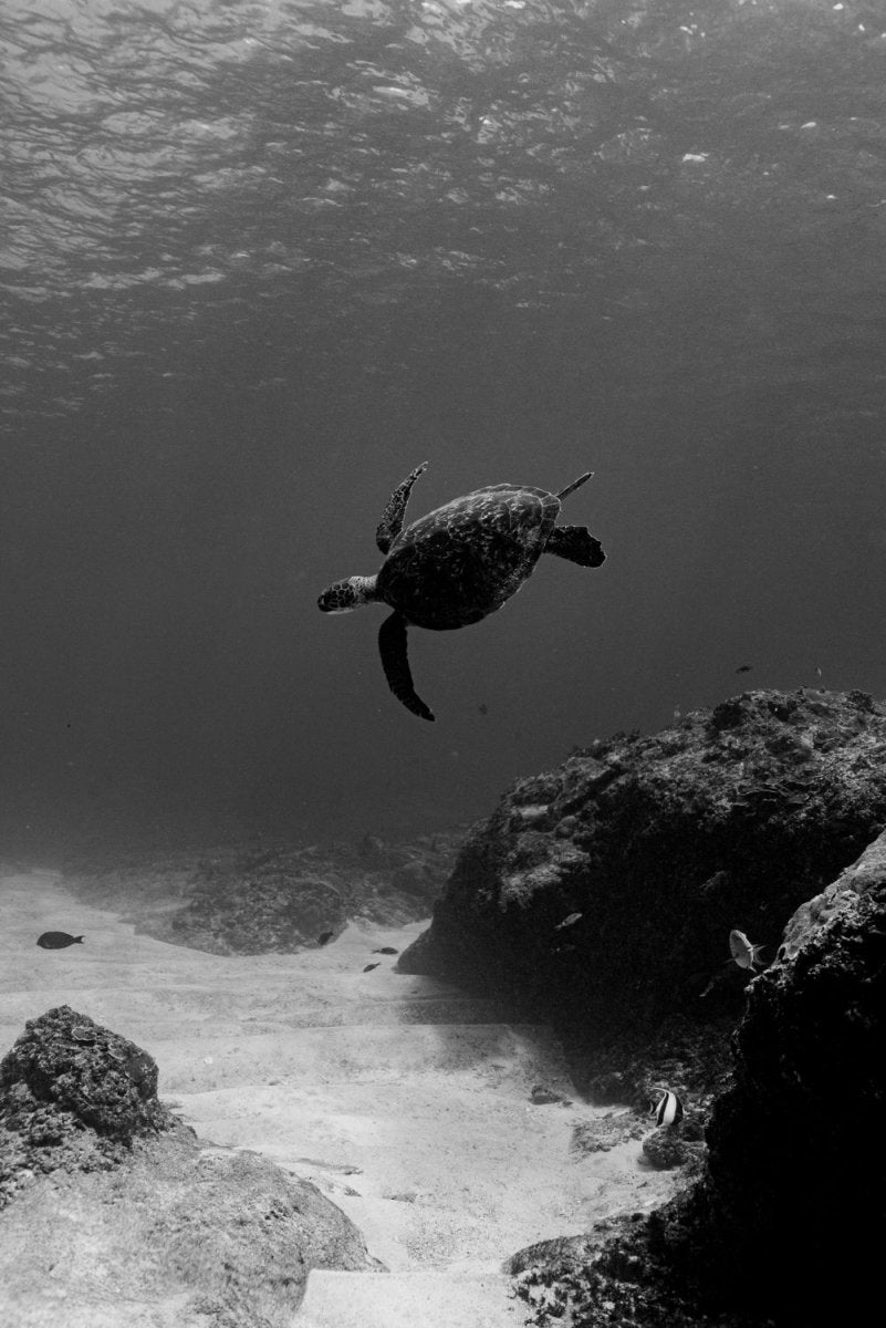 Turtle swimming in Bali, Indonesia.