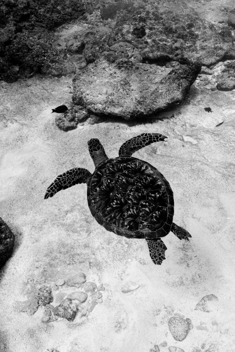Turtle swimming in Bali, Indonesia.