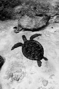 Turtle swimming in Bali, Indonesia.