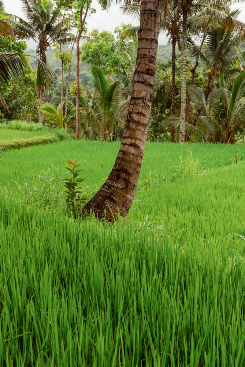 Green grass rice fields and palm tree in Bali, Indonesia.