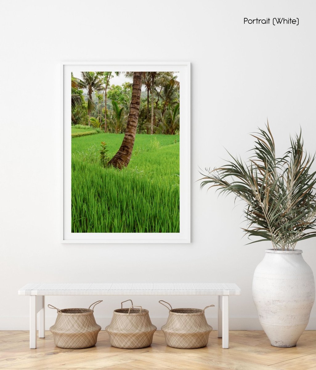 Green grass rice fields and palm tree in Bali, Indonesia.