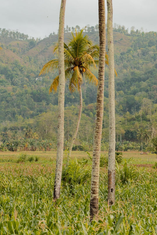 Palm trees in Lombok, Indonesia