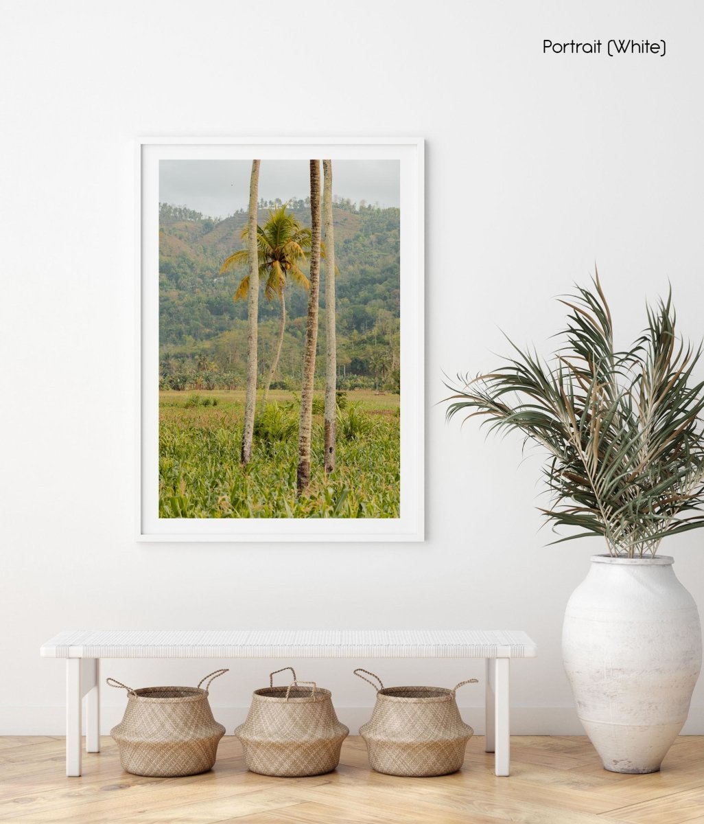 Palm trees in Lombok, Indonesia