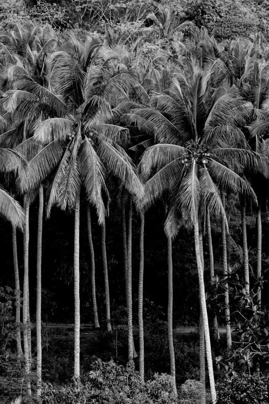 Palm trees in Lombok, Indonesia