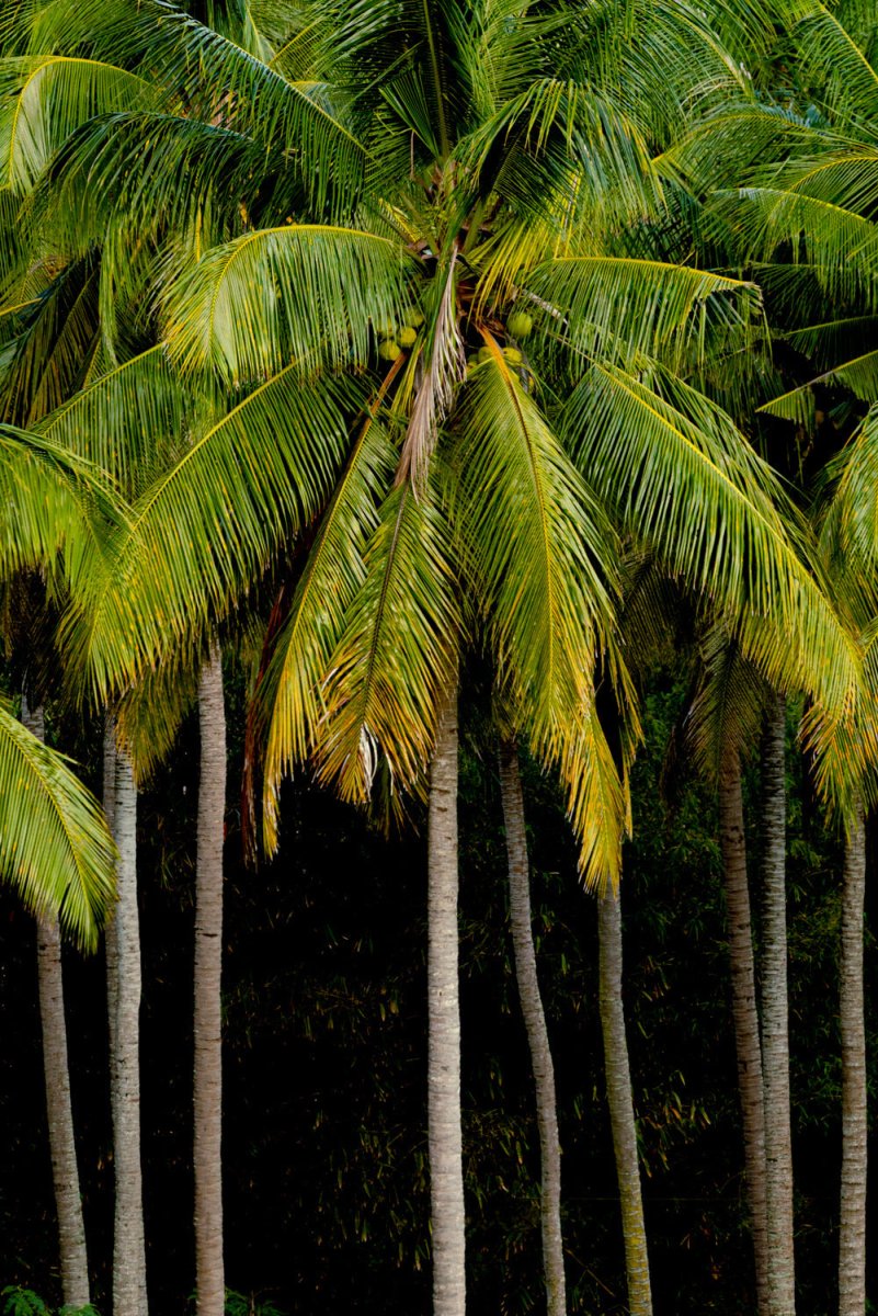 Palm trees in Lombok, Indonesia