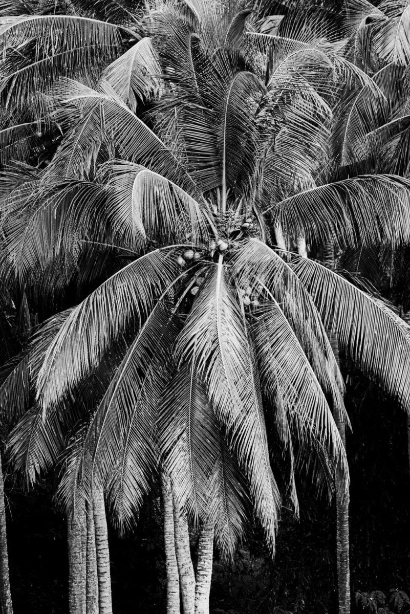 Palm trees in Lombok, Indonesia