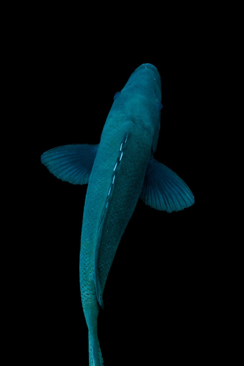 Blue groper fish from above in shelly beach, sydney