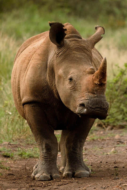 Rhino standing in madikwe reserve