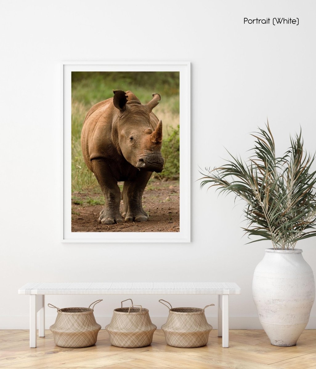 Rhino standing in madikwe reserve