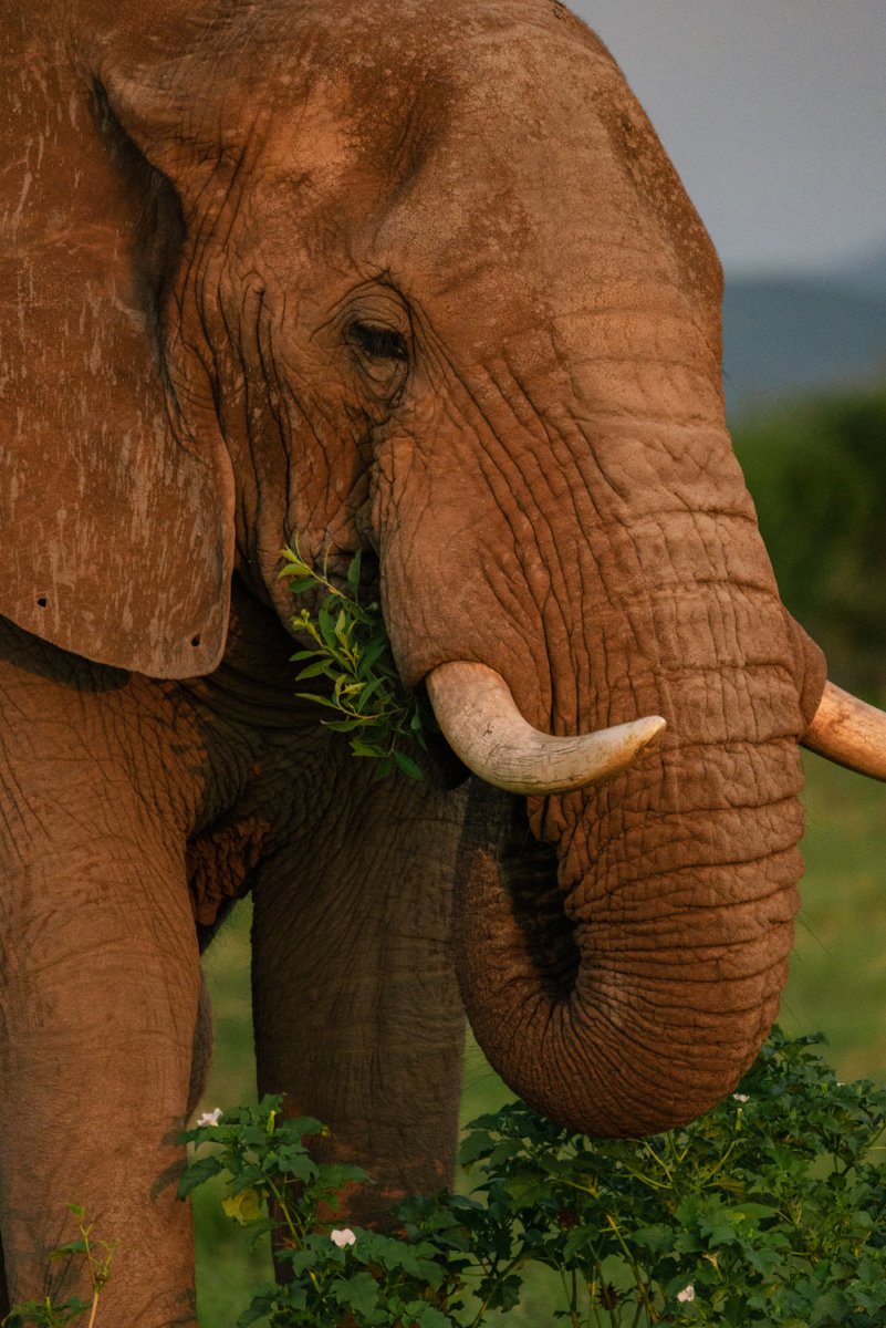 Elephant eating leaves and flowers in madikwe reserve