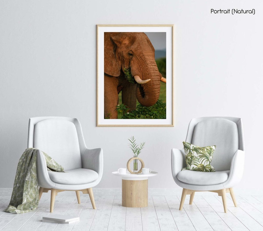 Elephant eating leaves and flowers in madikwe reserve