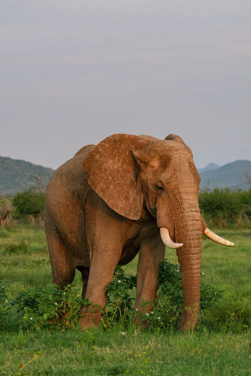 Elephant standing in sunset light in madikwe reserve