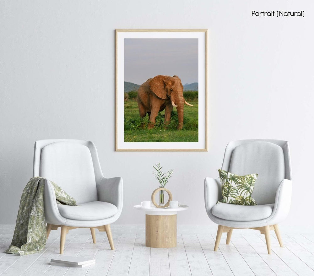 Elephant standing in sunset light in madikwe reserve