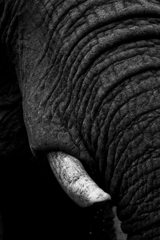 Black and white tusk of an elephant