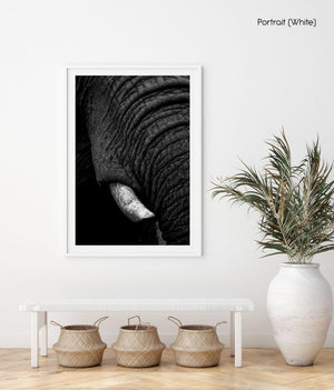 Black and white tusk of an elephant