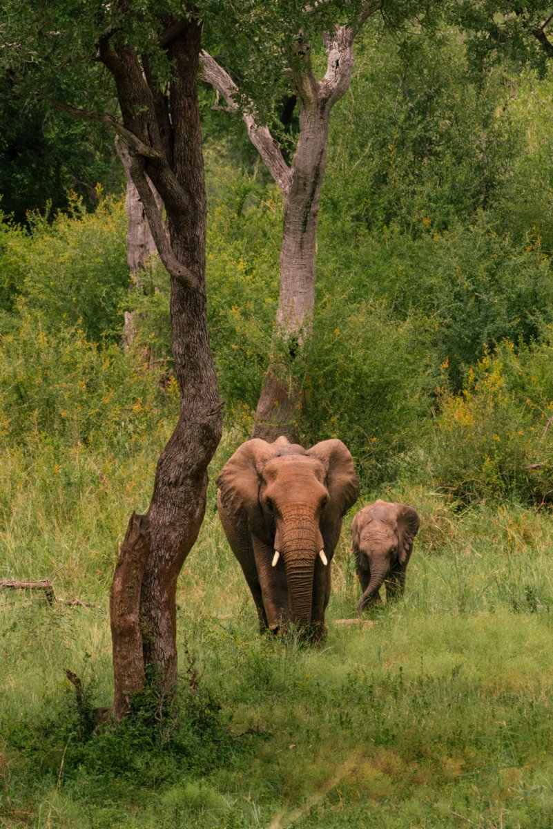 Big and small elephants walking next to each other through trees