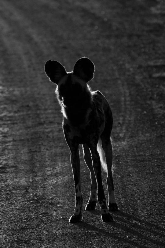 Black and white wild dog standing still in sillhouete