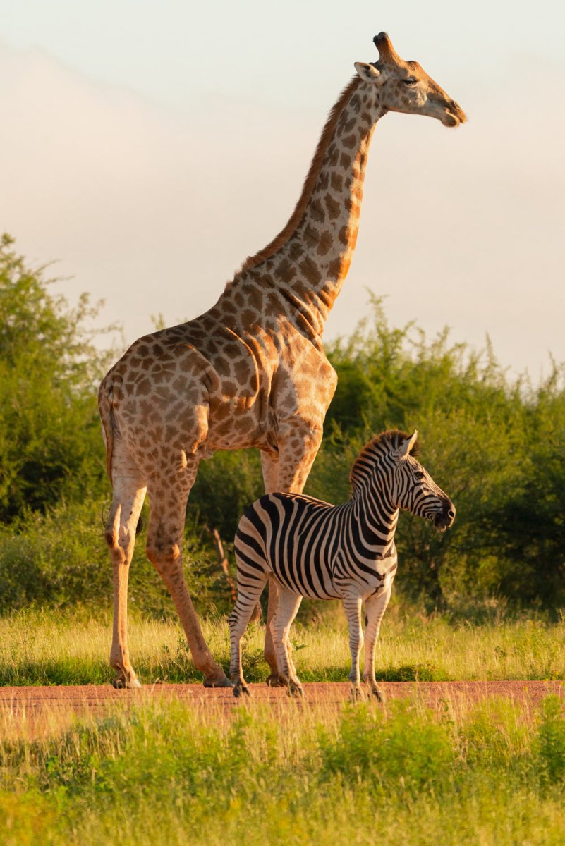Zebra and giraffe standing next to each other