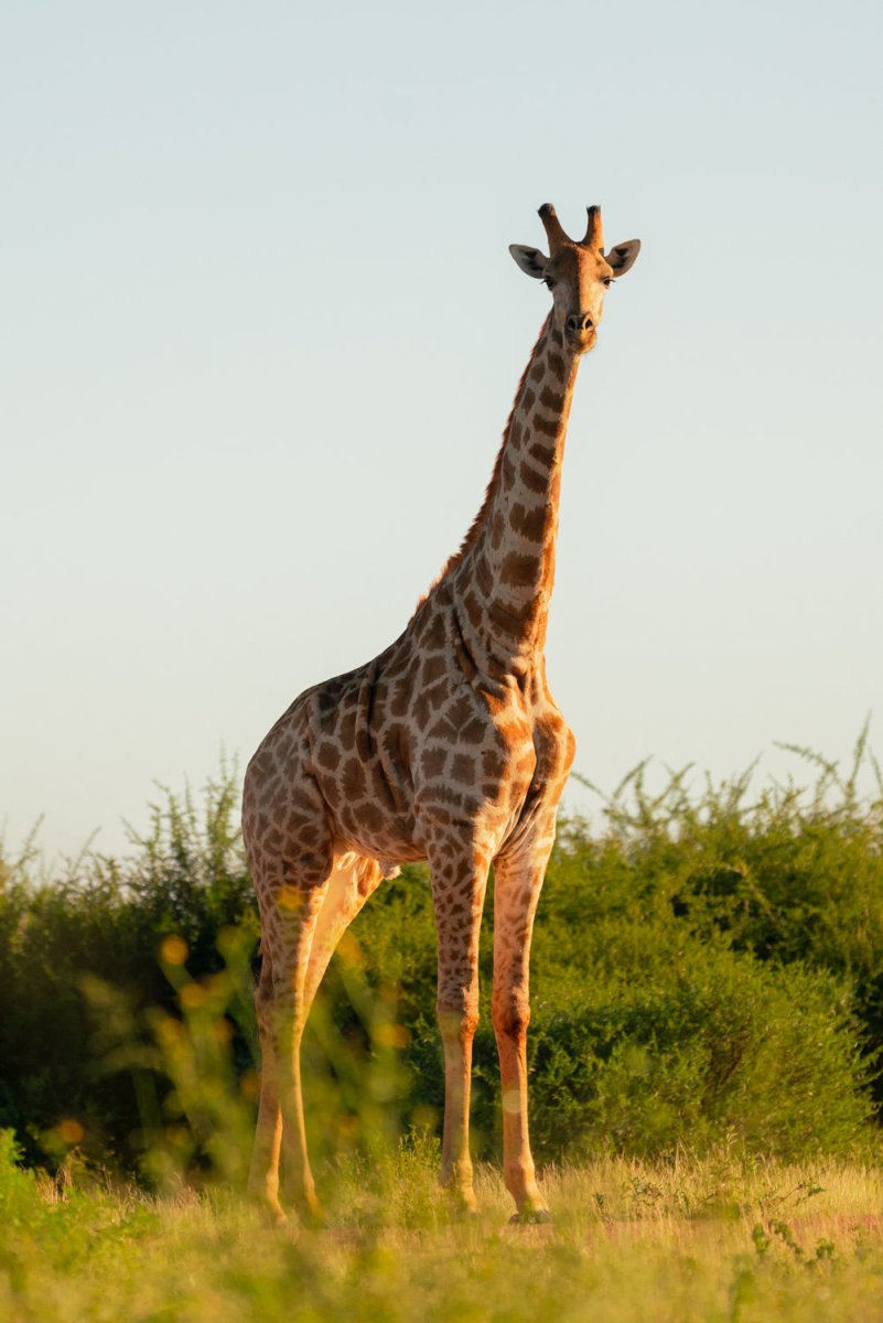 Solo giraffe standing and looking straight