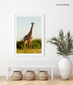 Solo giraffe standing and looking straight