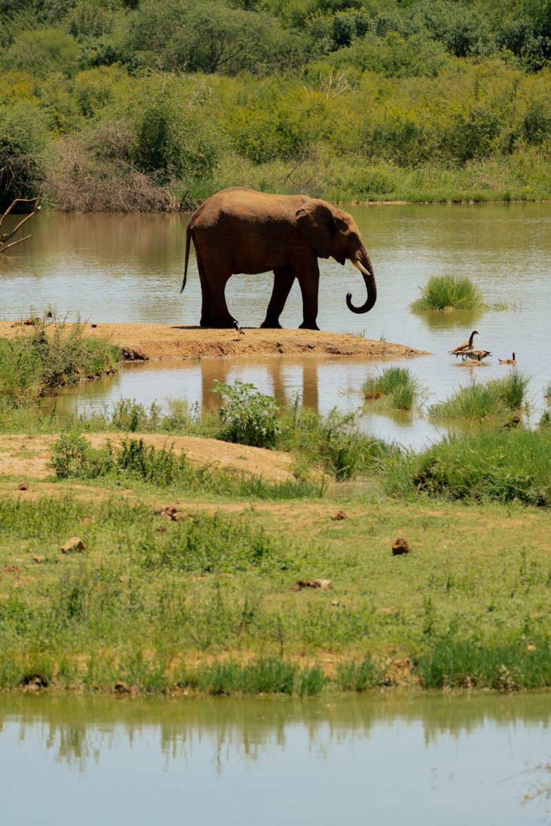 Elephant drinking out of watering hole in madikwe