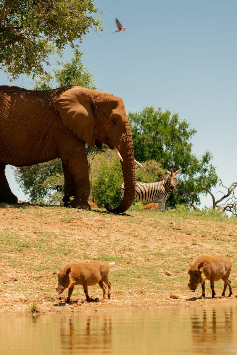Group of elephant, warthog and zebra standing at water
