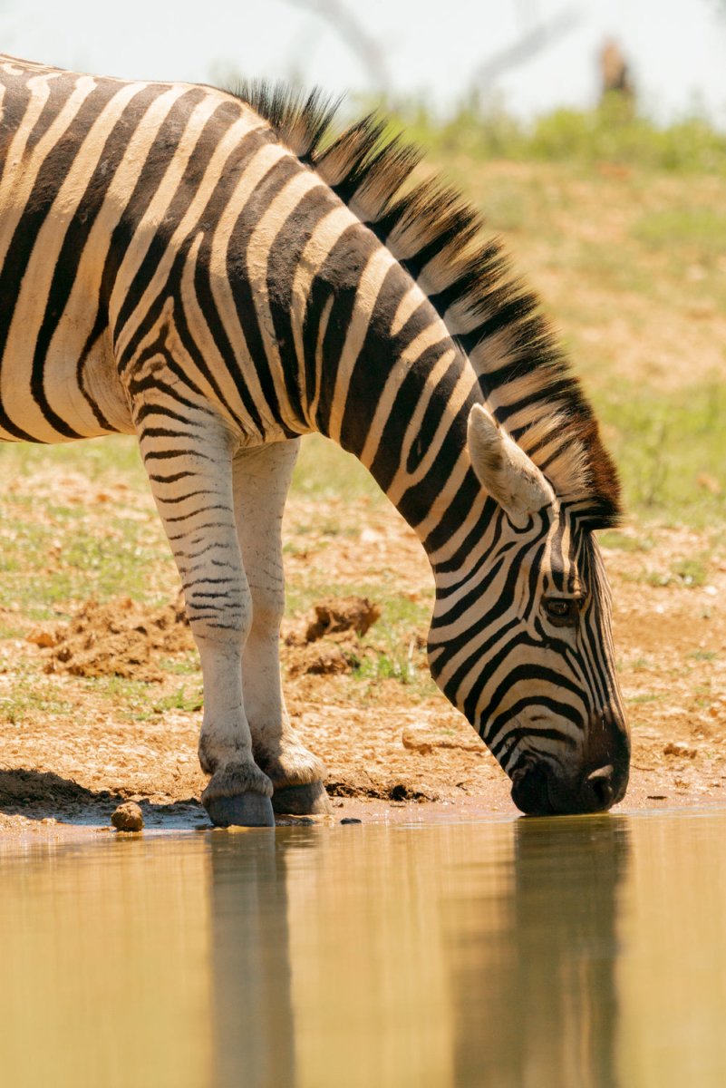Zebra drinking water from ground