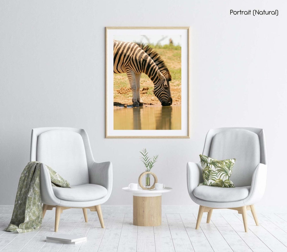 Zebra drinking water from ground