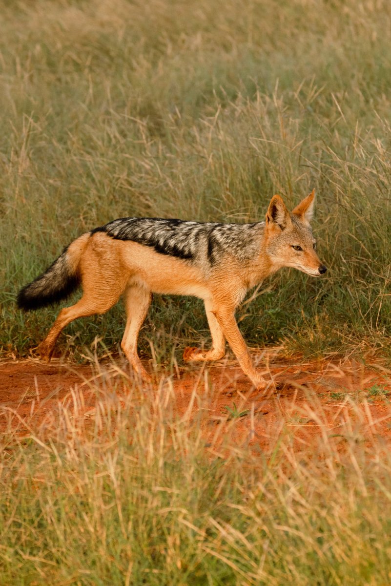 Jackal walking through bushes