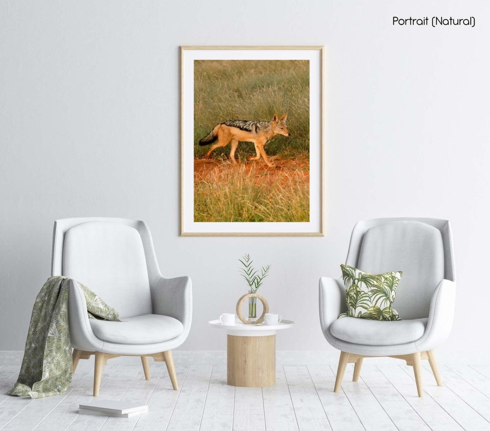 Jackal walking through bushes