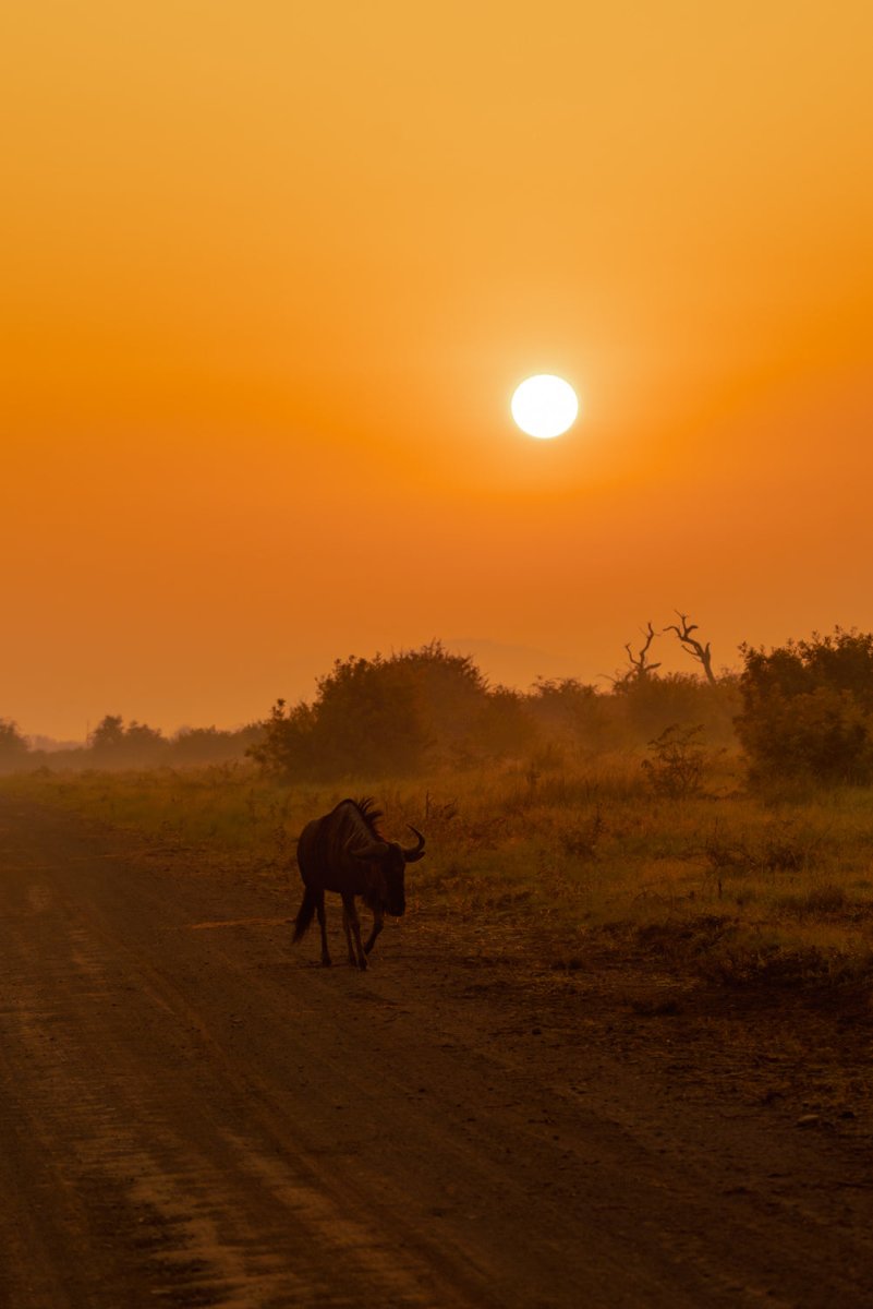 Wildebeest walking along dirt road at sunrise
