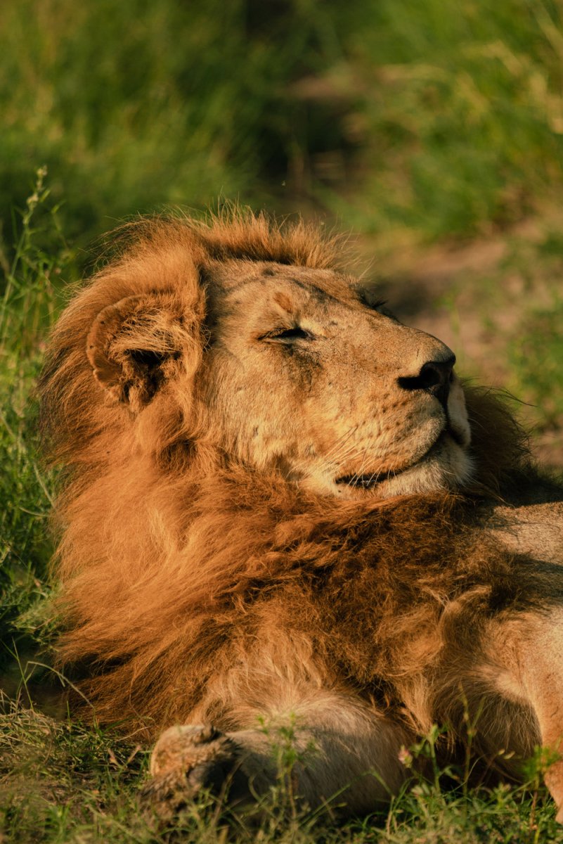 Lion sleeping on the ground