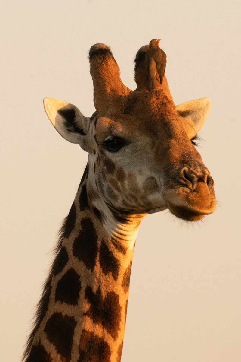 Close up of giraffe with bird on its head