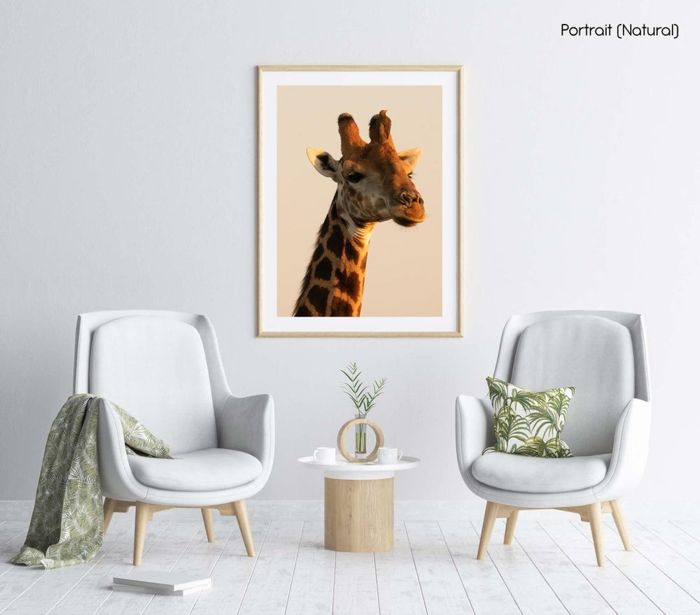 Close up of giraffe with bird on its head