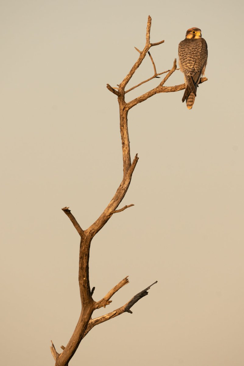 Bird standing on top of branch