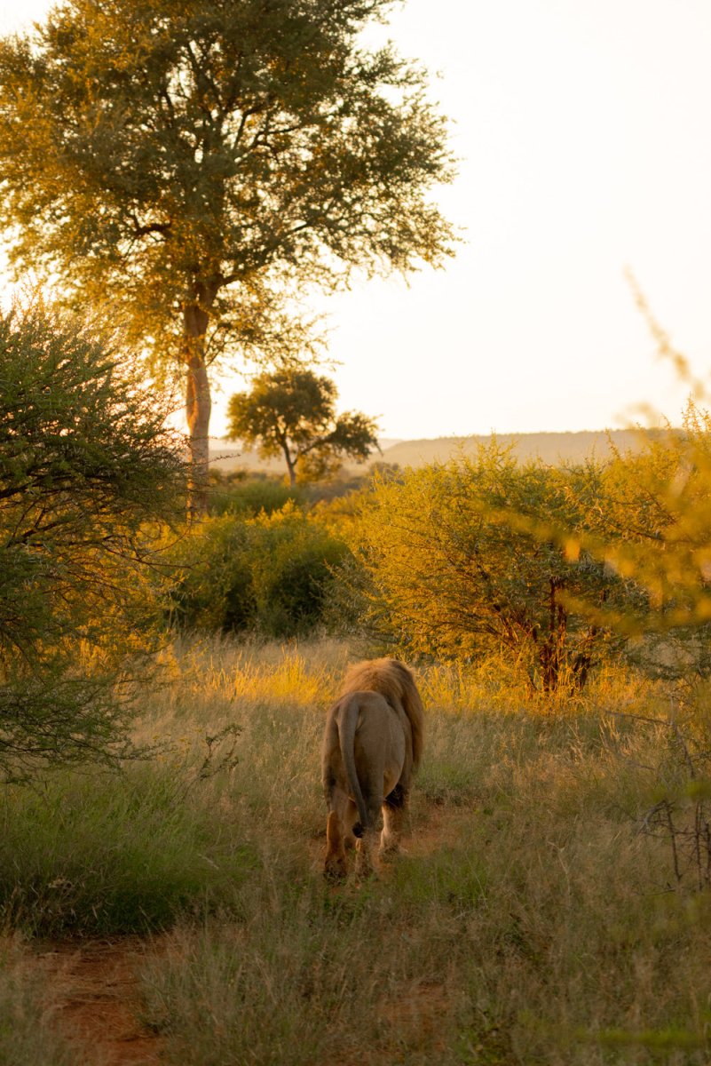 Lion walking through bushes in the morning light