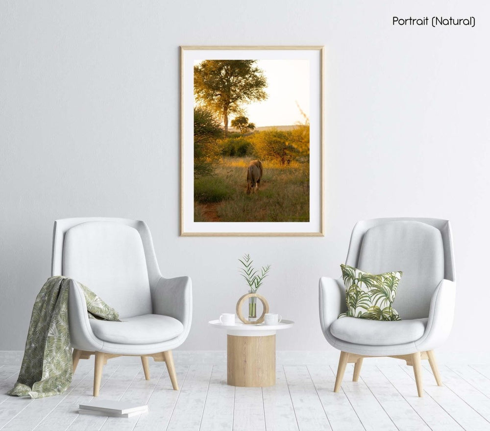 Lion walking through bushes in the morning light