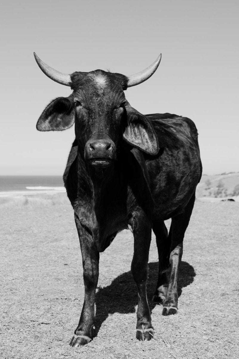 Bull standing on field near ocean