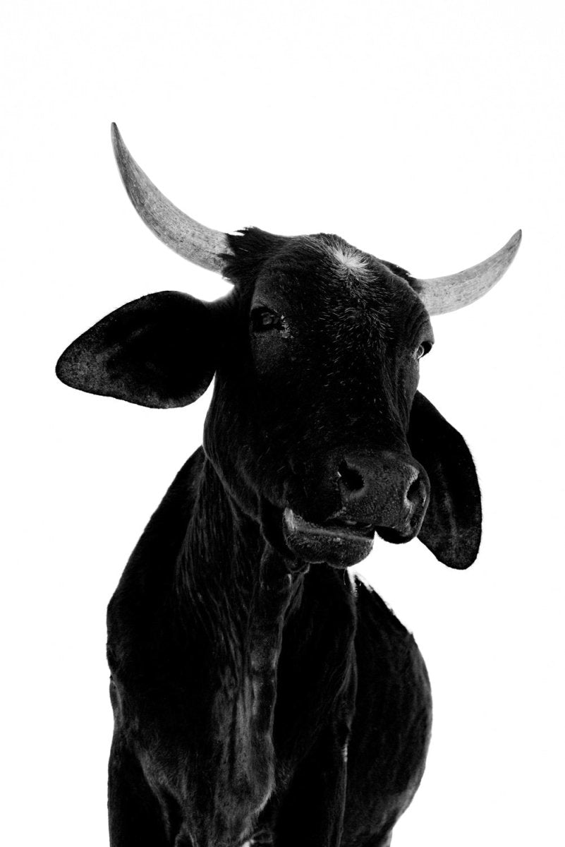 Black bull with big horns