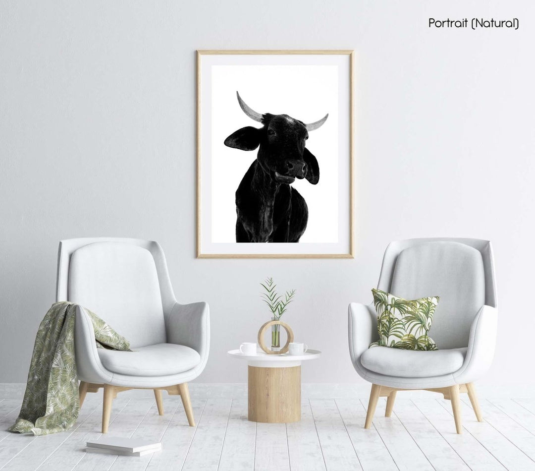 Black bull with big horns