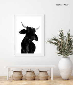 Black bull with big horns