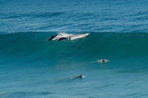 Dolphins jumping through waves next to surfers in the Transkei