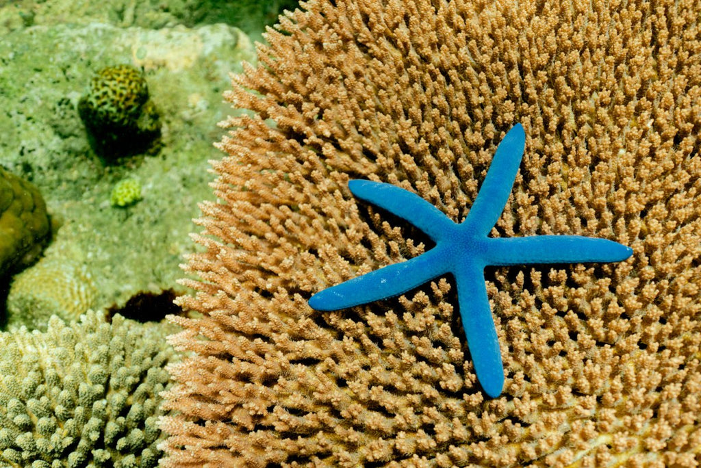 Blue starfish underwater in Bali