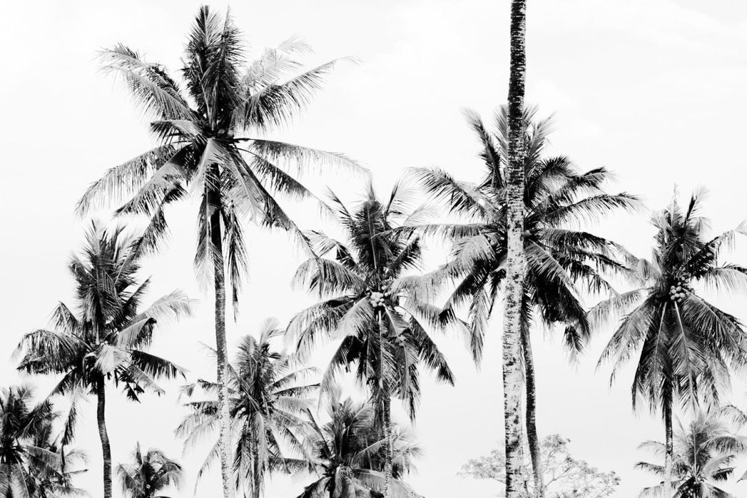 Palm trees in Bali, Indonesia