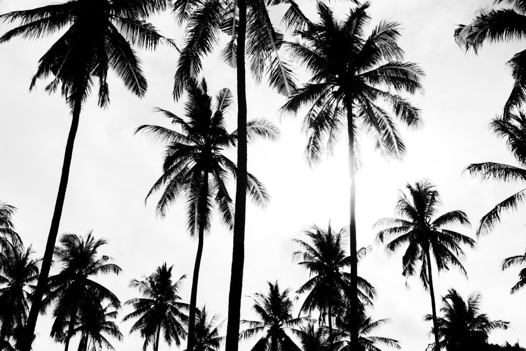 Palm trees in Bali, Indonesia