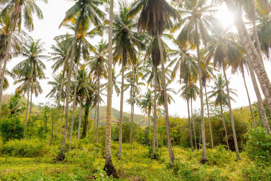 Palm trees in Bali, Indonesia